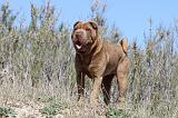 SHAR-PEI 547